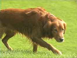 German dog breeds