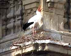 Spanish storks' nest