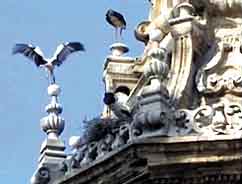 Spanish storks on church