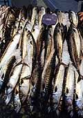 Spanish mackerel