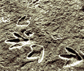 Primary Spanish: dinosaur footprints in Spain